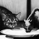 Image for article titled 6 Pets That Were Supposed To Be Man's Best Friend In the Future